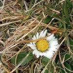 phoca_thumb_m_kytiky a ba 33 Fotogalerie